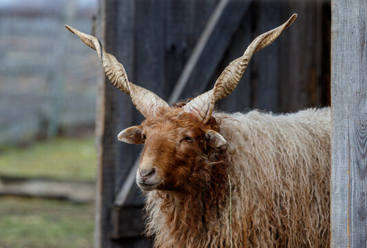Hungarian Racka sheep with spiral horns near a wooden barn