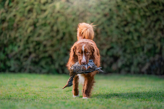 toller Nova Scotia duck tolling retriever holding a duck in its mouth