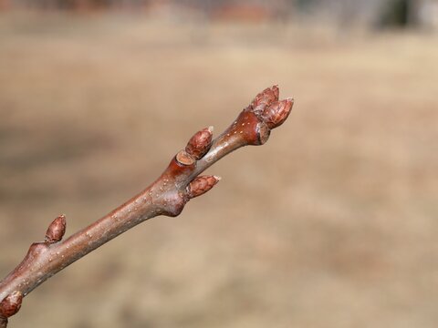 Northern Red Oak Buds (Quercus rubra) in Late Winter &ndash; Boulder, Colorado