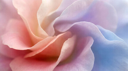 Fototapeta premium Soft Pastel Abstract Flower Petals Background in Dreamy Gradient Colors