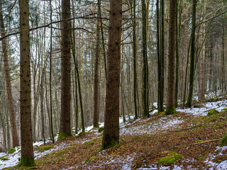 Fototapeta premium Landscape inside a winter forest