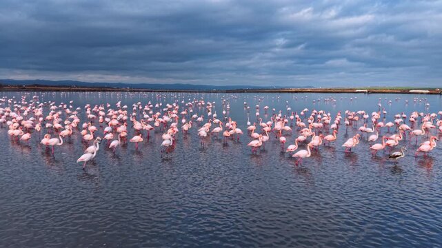 Dense flock of greater flamingos resting in calm coastal lagoon. Large group of pink birds in shallow water with distant mountains under cloudy evening sky.