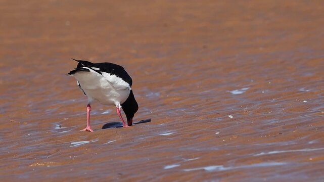 Eurasian Oystercatcher Haematopus ostralegus Walking Across Coastal Mudflat