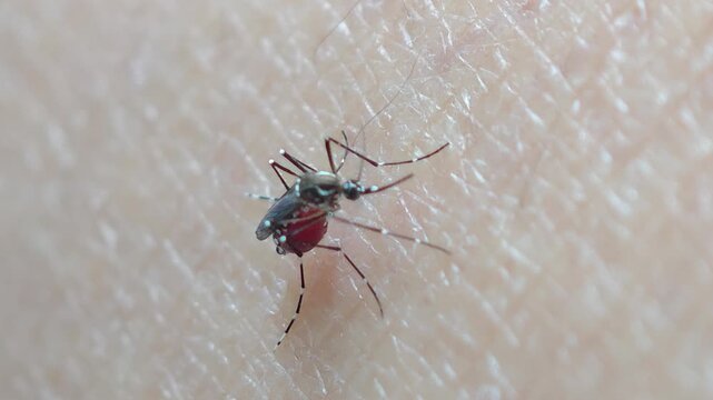 Mosquitoes bite and suck blood from the skin.