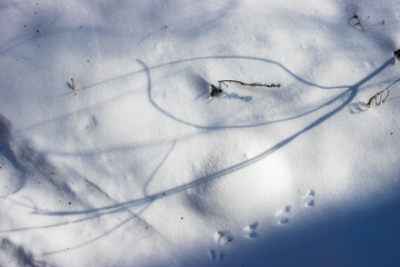 outlines of dolphin drawn by shadows on the snow © SurfyArt