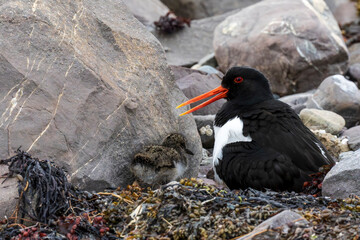 Adult oystercatcher with chick