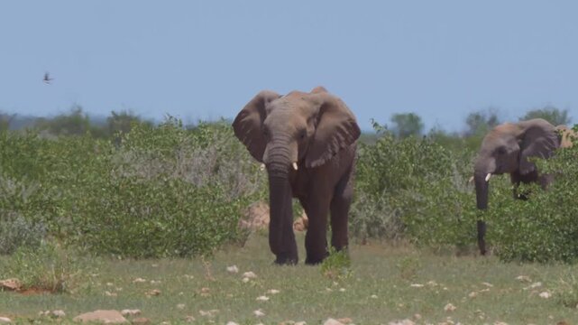 Elefants in Africa