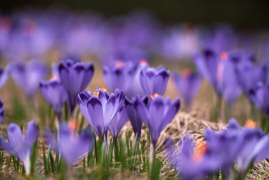 Spring crocus flowers in the grass, Easter seasonal background