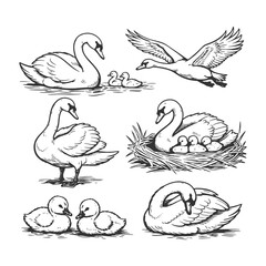 Fototapeta premium Elegant Swan and Cygnet Vector Illustration Set Featuring Nesting and Swimming Poses in Detailed Hand Drawn Black and White Line Art