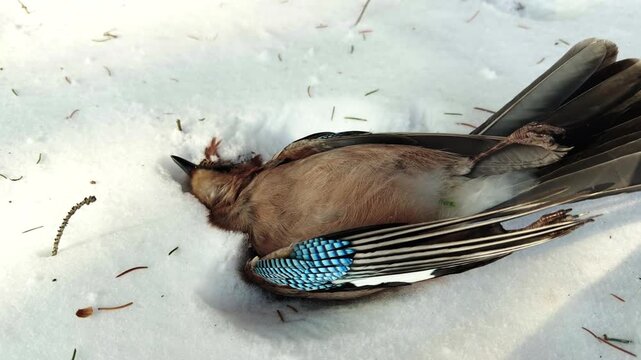 Dead Jay Bird Lying On White Snow In Winter Forest. Impact Of Cold Weather On Wildlife. Wilderness Mortality And Survival 