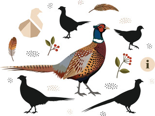 Pheasant Bird Vector Illustration with Feathers Berries and Silhouette Set Woodland Game Bird for Hunting Nature and Wildlife Design.