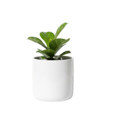 A small green plant in a white pot on a plain background isolated on transparent background