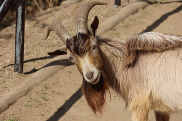 A Goat with large horns