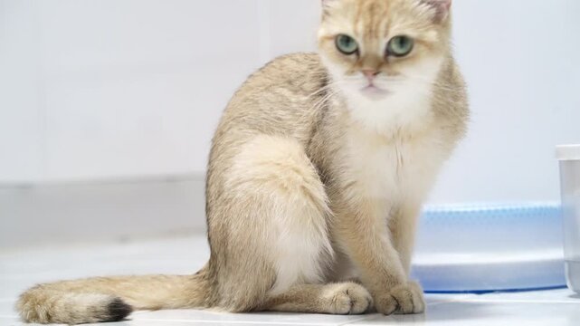 Cat Tail Fur Leg Pet Animal Domestic Brown White Short Hair Drinking Water Bowl, Sad Feline Sitting on White Floor, Golden Cat Blue Eye Relaxed Indoor Pet, Soft Texture, Playful, Calm, Clean, Whiskers