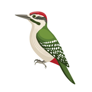 Colorful woodpecker illustration on white background