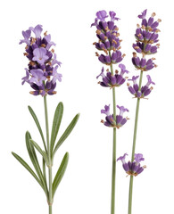 Purple lavender flowers on white background plant isolated on a transparent background