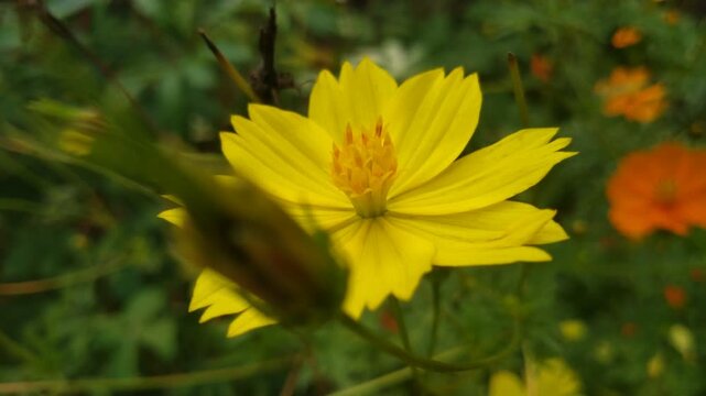 Yellow Cosmos Flower in Bloom with Soft Green Bokeh Background	