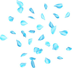 Fototapeta premium Blue Camellia Flower and Petals