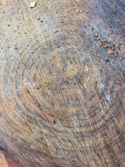 Fototapeta premium Close up of tree stump cross section showing clear annual rings and natural wood grain texture. Organic background concept.