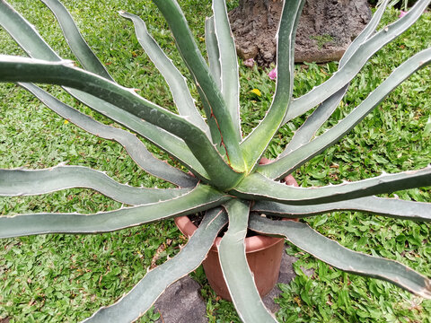 Agave difformis is an agave with long green leaves that tend to be wavy and serrated along the edges with short, sharp spines. This plant requires full sun.