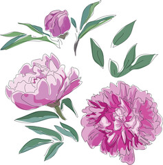 Pink peony flowers with green leaves in line art isolated on white background
