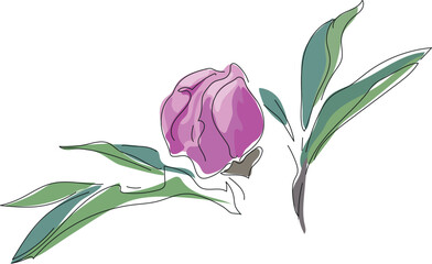 Pink peony bud with green leaves in line art isolated on white background.