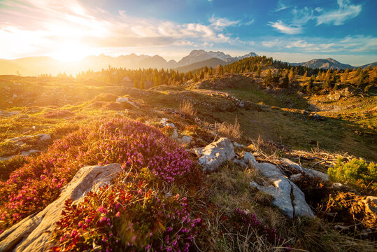 Heather flowers blooming at sunset, Velika Planina, Kamnic, Slovenia, Easter sunny landscape