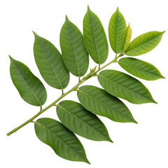 Naklejka premium A branch with green leaves on a white background, creating a simple yet elegant composition. isolated on transparent background
