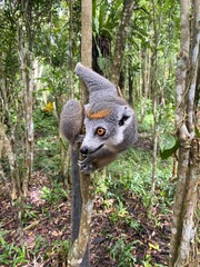 Fototapeta premium ciekawski lemur z madagaskaru wiszący na drzewie i rozglądający się z ciekawością