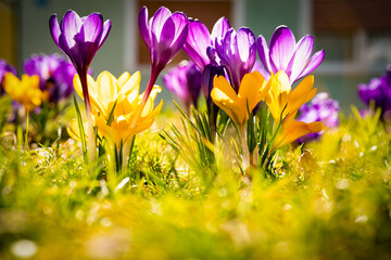Colorful crocuses bloom in spring in a sunlit meadow. Close-up. Spring background.