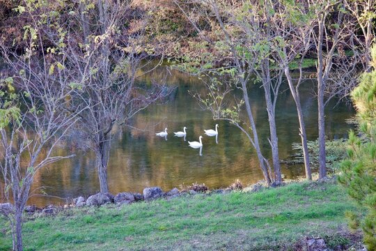 Cignes