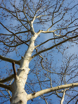 Tree branches and gorgeous trunk against blue sky in Autumn