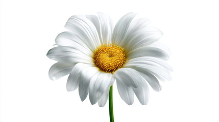 Naklejka premium White Daisy Flower with Yellow Center
