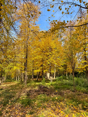Obraz premium Sunny autumn forest with tall trees and bright yellow foliage. Calm natural landscape with warm seasonal mood.