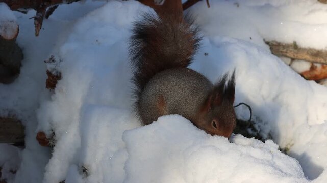Squirrels eat seeds