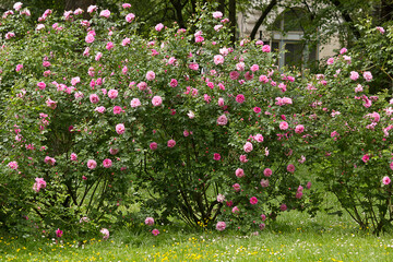 Garden with blooming pink rose bushes
