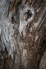Textured bark of a decaying tree, Yellowstone National Park