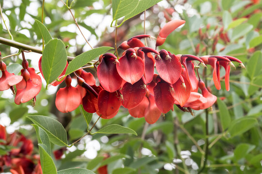 Beautiful Cockspur Coral Tree (Erythrina crista-galli) flowers.