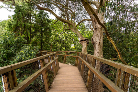 Wooden Elevated Walkway Through Lush Forest in Serralves Park, Porto, Portugal