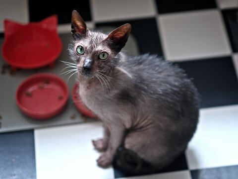 Funny werewolf cat looking up to the camera and waiting for food. High angle view.	