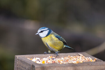Obraz premium A close-up view of an Eurasian Blue Tit perched on a feeding post.