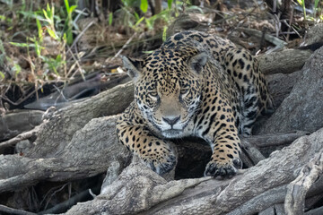 Fototapeta premium Jaguar watches intently for opportunity to pounce on prey in the river blow, in the Northern Pantanal region of Brazil.