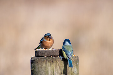 A close-up of a male Common Chaffinch and an Eurasian Blue Tit perched on a feeding post. © Frank Goma