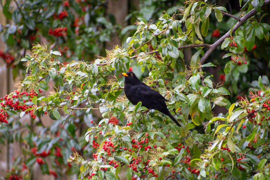 A close-up of an Eurasian Blackbird eating the red berries of a Pyracantha shrub.