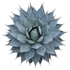 Obraz premium Blue Agave plant close up isolated on black