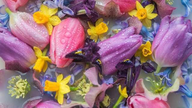 abstract colored art with floating spring flowers with droplets in milky water