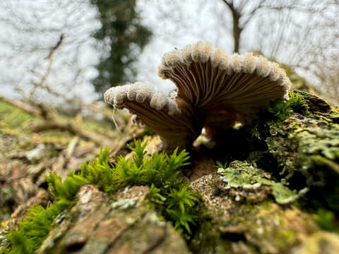 Bracket Fungi Growing on Moss Covered Tree Trunk &ndash; Low Angle View