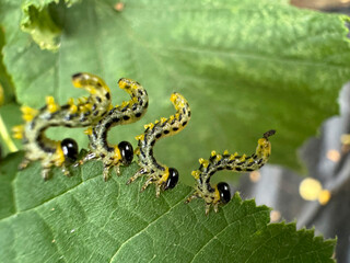 Naklejka premium Caterpillars in Defensive S-Posture on Hazel Leaf Edge