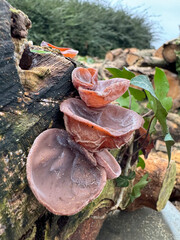 Wood Ear Mushrooms Growing on Cut Log with Ivy in Natural Forest Setting © Niki