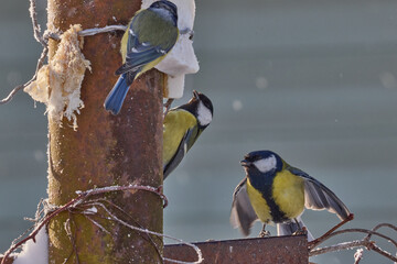 Great Tits Feeding on Winter Suet © Maryia